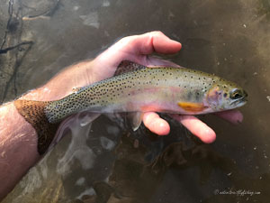 Native Trout Fly Fishing