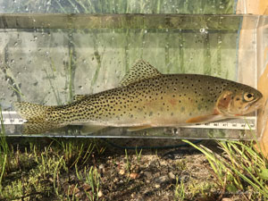 Native Trout Fly Fishing