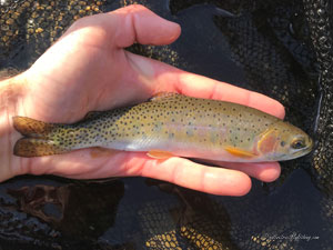 Native Trout Fly Fishing