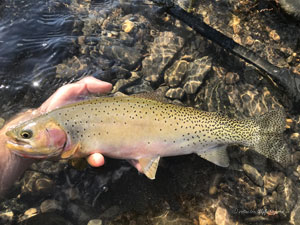 Native Trout Fly Fishing