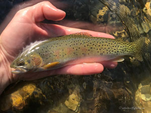 Native Trout Fly Fishing