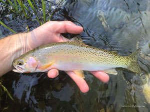 Native Trout Fly Fishing