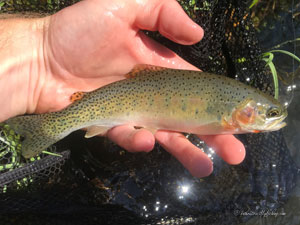 Native Trout Fly Fishing