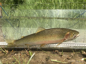 Native Trout Fly Fishing