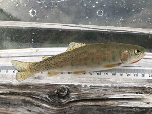 Native Trout Fly Fishing