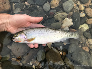 Native Trout Fly Fishing