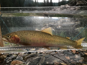 Native Trout Fly Fishing