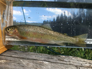 Native Trout Fly Fishing