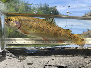 Native Trout Fly Fishing