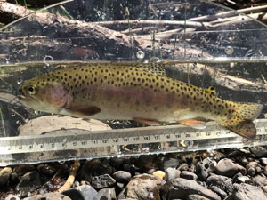 Native Trout Fly Fishing