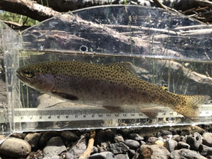 Native Trout Fly Fishing