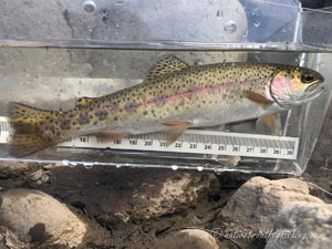 Native Trout Fly Fishing