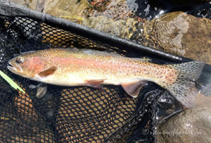 Native Trout Fly Fishing