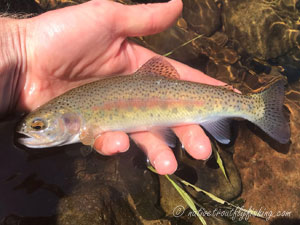 Native Trout Fly Fishing