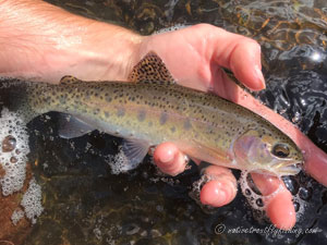 Native Trout Fly Fishing