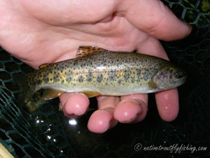 Native Trout Fly Fishing