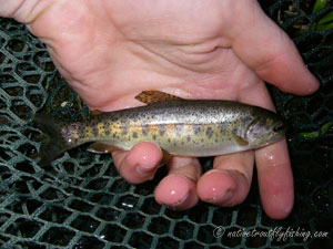 Native Trout Fly Fishing