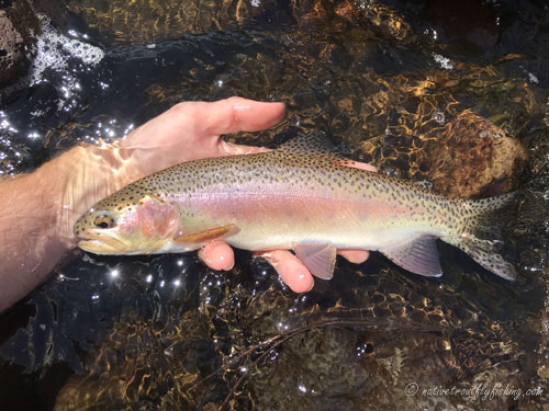 Native Trout Fly Fishing