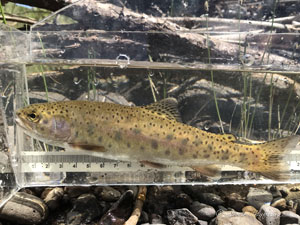 Native Trout Fly Fishing