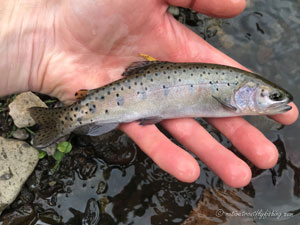 Native Trout Fly Fishing