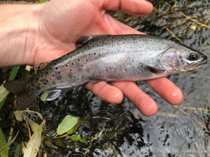 Native Trout Fly Fishing