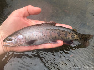 Native Trout Fly Fishing