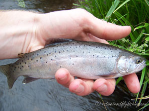 Native Trout Fly Fishing