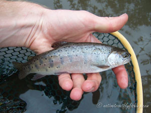 Native Trout Fly Fishing