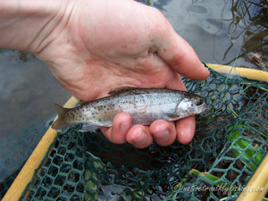 Native Trout Fly Fishing