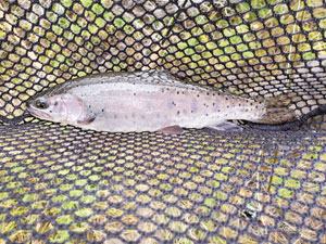 Native Trout Fly Fishing