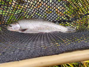 Native Trout Fly Fishing