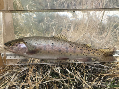 Native Trout Fly Fishing