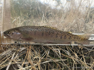 Native Trout Fly Fishing