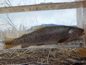 Native Trout Fly Fishing