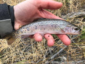 Native Trout Fly Fishing