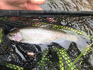 Native Trout Fly Fishing