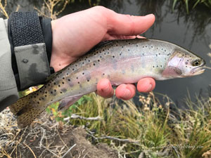 Native Trout Fly Fishing