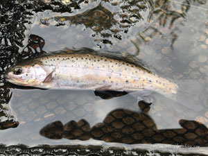 Native Trout Fly Fishing