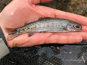 Native Trout Fly Fishing