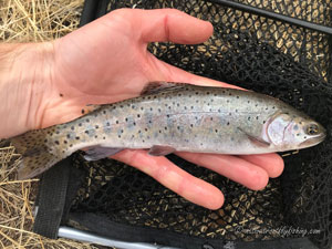 Native Trout Fly Fishing