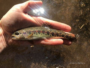 Native Trout Fly Fishing