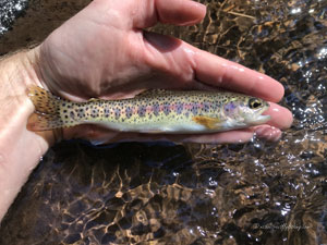 Native Trout Fly Fishing