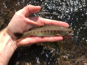 Native Trout Fly Fishing