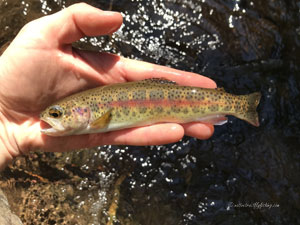 Native Trout Fly Fishing