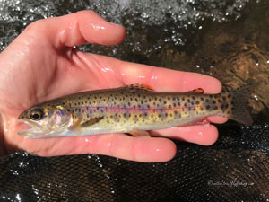 Native Trout Fly Fishing