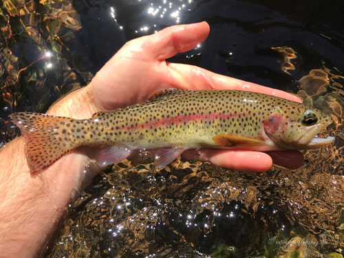 Native Trout Fly Fishing