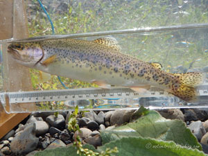 Native Trout Fly Fishing