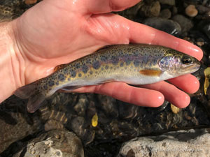 Native Trout Fly Fishing