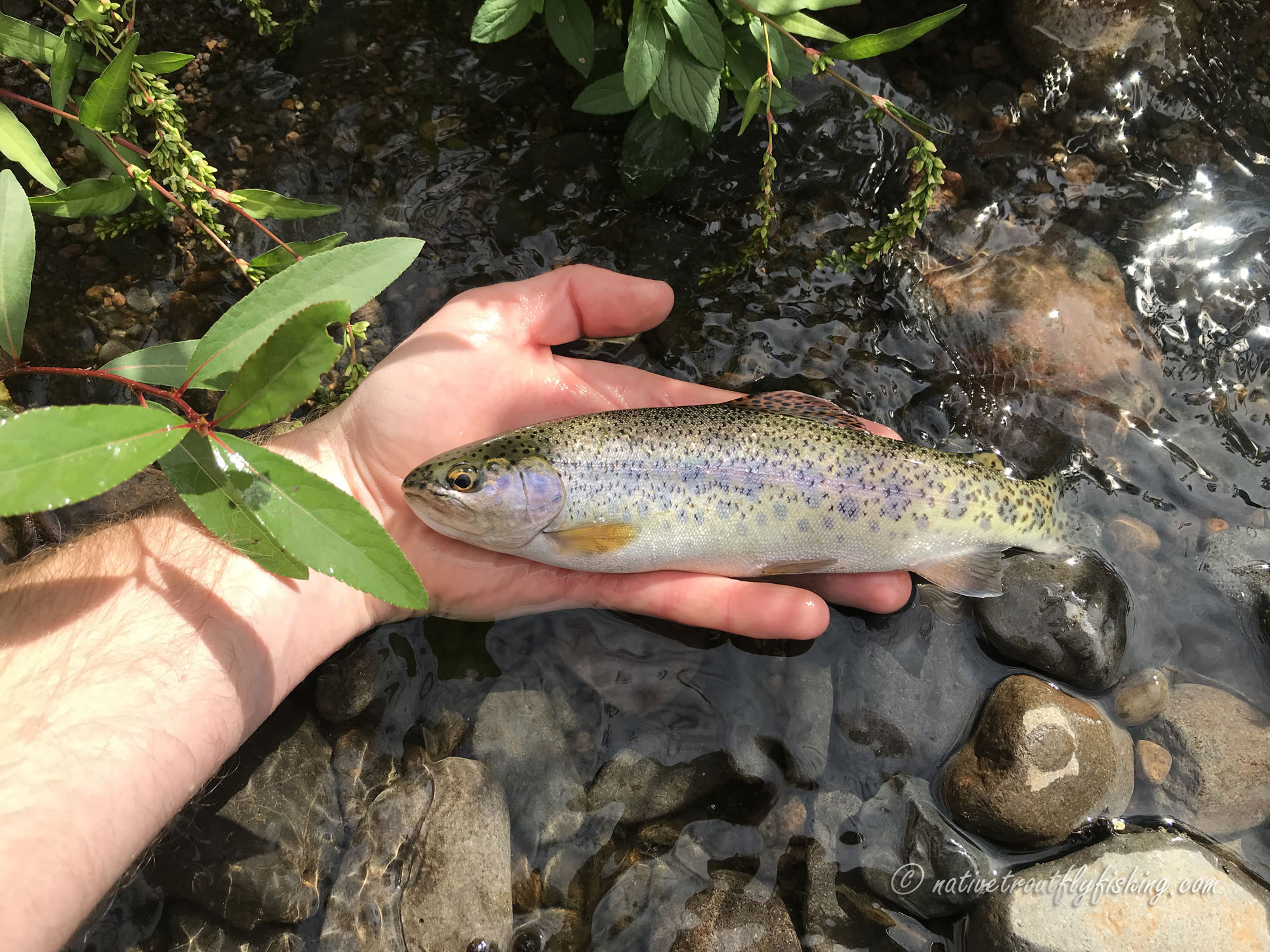 Native Trout Fly Fishing: White River Redband Trout