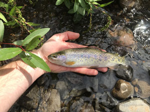 Native Trout Fly Fishing